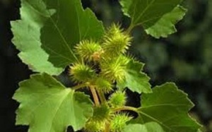 Ké đầu ngựa chữa viêm mũi dị ứng